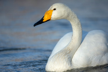 cigno selvatico isolato