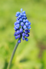 Spring delicate one blue Muscari flower in spring garden close-up with soft focus