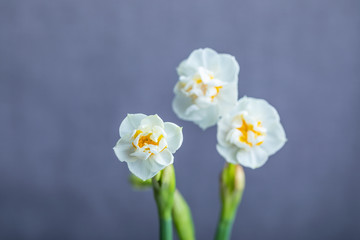 Fototapeta na wymiar Beautiful white hyacinths on gray background