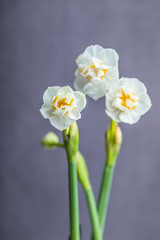 Fototapeta na wymiar Beautiful white hyacinths on gray background