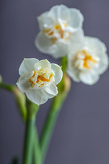 Naklejka na ściany i meble Beautiful white hyacinths on gray background