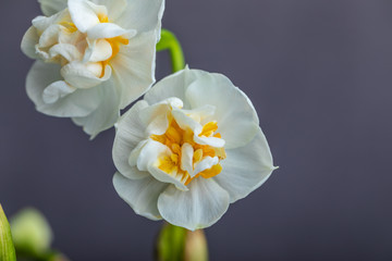 Obraz na płótnie Canvas Beautiful white hyacinths on gray background