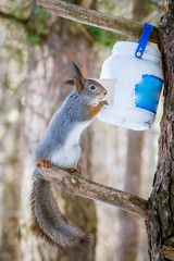 Hungry and funny one wild squirrel sitting on a tree in the spring forest