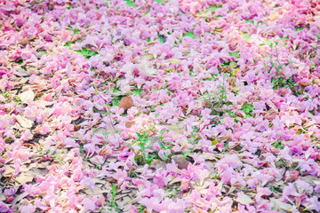 Obraz premium Pink flower Chompoo Pantip blossom in Thailand , Thai sakura with sweet background , Background