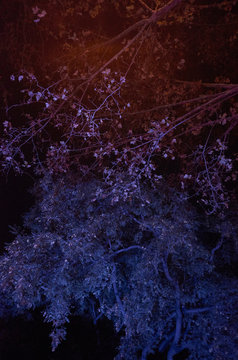 B&auml;ume in frabigem Licht bei Nacht