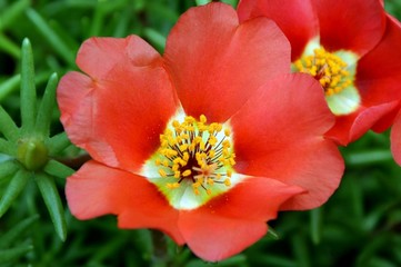 Colorful bright flowers of portulaca in the garden close-up.