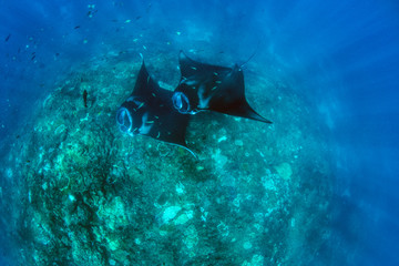 Fototapeta na wymiar Incredible underwater world - Manta birostis in the Indian Ocean. Diving and wide angle underwater photography. Bali, Indonesia.