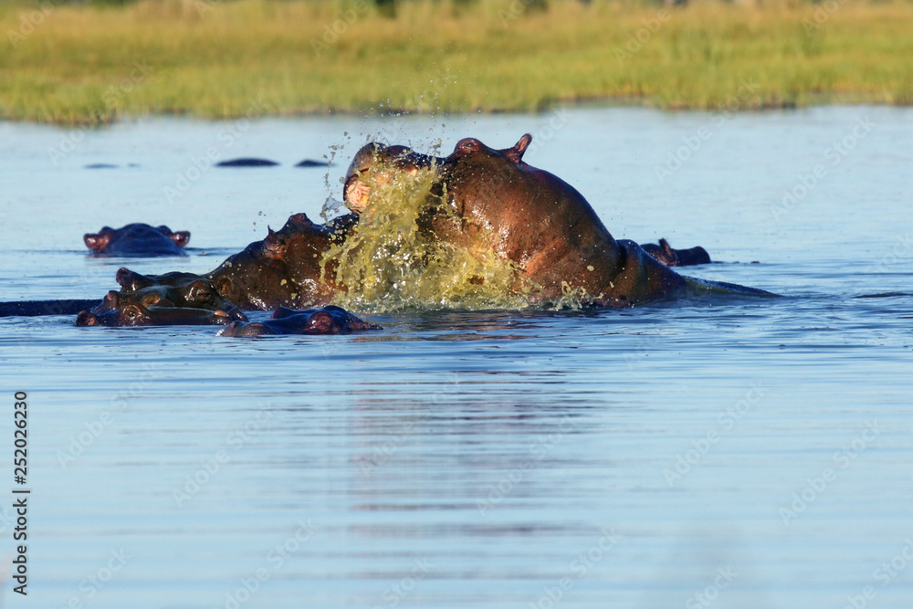 Poster The common hippopotamus (Hippopotamus amphibius), or hippo fighting in the water.