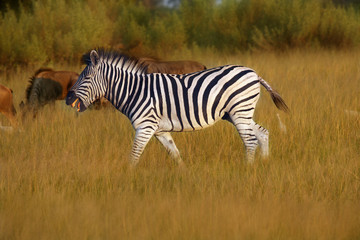 The plains zebra (Equus quagga, formerly Equus burchellii), also known as the common zebra or Burchell's zebra in the sun-drenched morning savannah. African herbivore - zebra in the morning light.