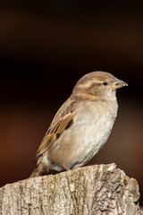 Female Sparrow sitting on a tree trunk, animal portrait