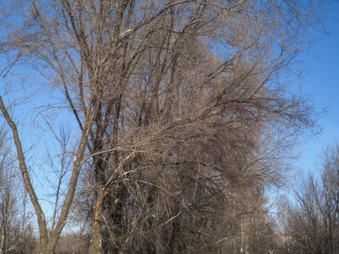 Grunge nature. Leafless trees. Forest. Natural background. Park. Outdoor