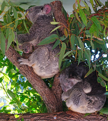 A mother koala with a baby joey in the pouch on a eucalyptus gum tree in Australia © eqroy