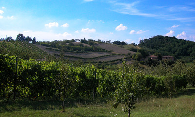 Obraz premium Vineyard in the hills of Bologna, Italy