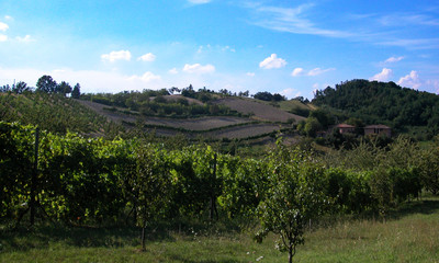 Fototapeta na wymiar Vineyard in the hills of Bologna, Italy