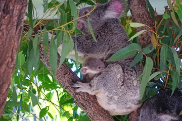 Schilderijen op glas A mother koala with a baby joey in the pouch on a eucalyptus gum tree in Australia © eqroy
