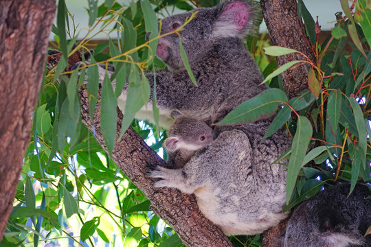 A mother koala with a baby joey in the pouch on a eucalyptus gum tree in Australia