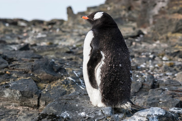  Gentoo Penguin,Hannah Point, Antartica
