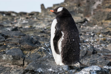 Fototapeta premium Gentoo Penguin,Hannah Point, Antartica