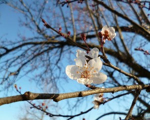 Blooming tree in early spring. Close-up of a branch with a flower. abstract - spring, white flowers, spring mood