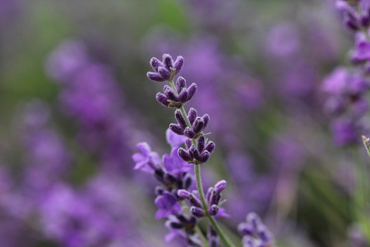 Blooming lavender in the field, beautiful natural background