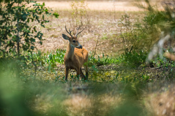 Marsh deer, pantanal Brazil