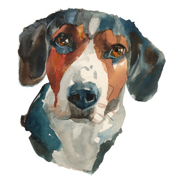 The drever watercolor hand painted dog portrait