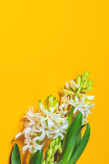 Two white hyacinths on yellow surface background