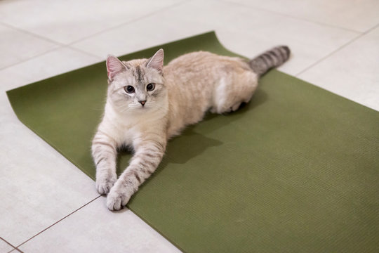 Kitty is lying on mat waiting and looking carefully