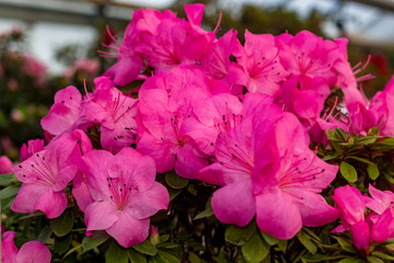 Azaleas