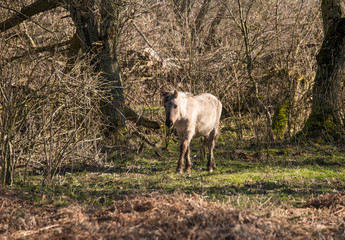 Konik horses passing in the winter landscape © Chris Willemsen