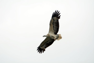 White-bellied sea eagle, Langkawi, Malaysia