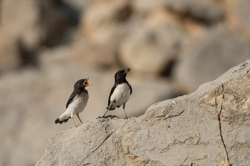 Hume's Wheatear (Oenanthe albonigra)