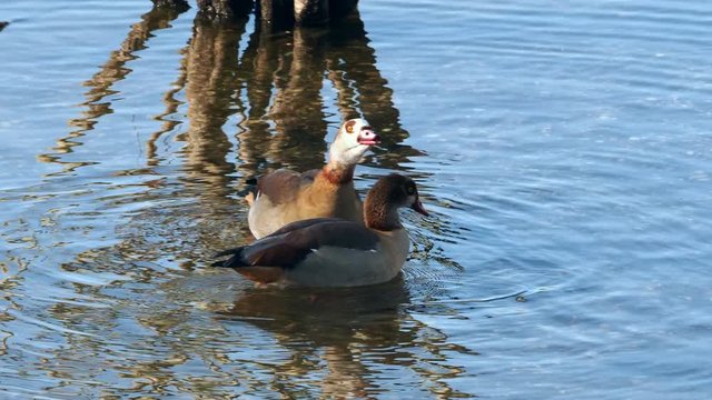Nilg&auml;nse bei Gefiederpflege