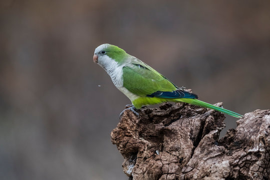 Parakeet,feeding on wild fruits, La Pampa, Patagonia, Argentina