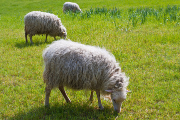 Obraz na płótnie Canvas Sheep eating grass on a green field in Bavaria, Germany