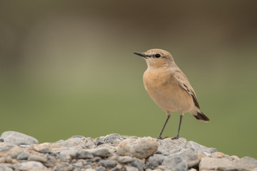 Isabelline wheatear (Oenanthe isabellina) on a stone on a green background. Musandam. Oman