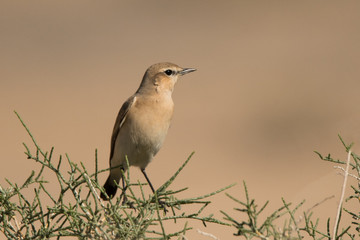 Isabelline wheatear (Oenanthe isabellina) 