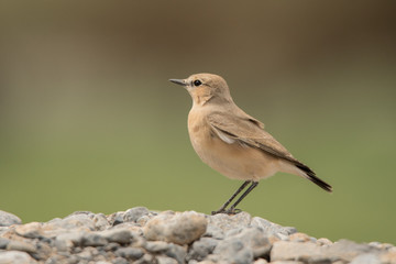 Isabelline wheatear (Oenanthe isabellina) on a stone on a green background. Musandam. Oman