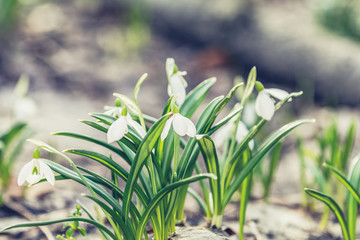 Sunrise sunset light on the white tender snowdrops in the spring forest