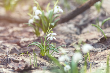 Sunrise sunset light on the white tender snowdrops in the spring forest