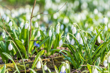 White blooming snowdrop folded or Galanthus plicatus with water drops