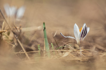 Wild crocus with water drops surrounded by spring pearls