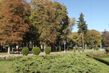 trees in the park