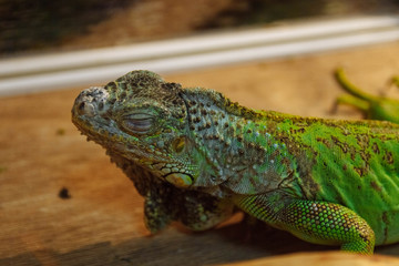 blue-green iguana close-up in a terrarium, concept of exotic Pets