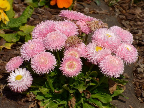 Paquerette Pomponnette