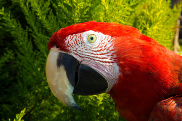 Colorful parrot.Scarlet Macaw