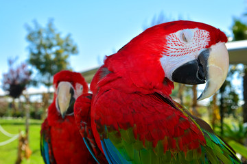 Colorful parrot.Scarlet Macaw