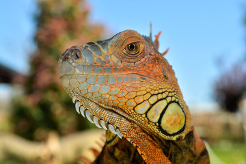 Closeup portrait of an  iguana