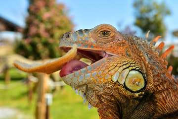Closeup portrait of an  iguana