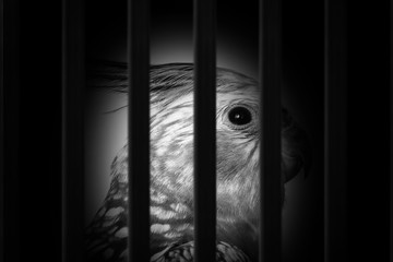 photo of a bird in the cage suffering, illegal contraband of animals.